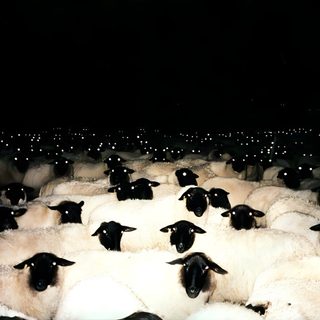 a herd of sheep standing next to each other Halloween Sheep Sheep Eye, Black Sheep Eyes, Sheep Eyes, Dark Sheep Aesthetic, Sheep Aesthetic Dark,