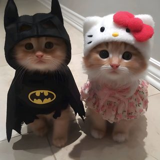 two small kittens dressed up as batman and kitty cat in costumes for the halloween season Matching Halloween For 2 Cat Profile, Batman Cat, Cat Couple, Cute Cats Photos, Pretty Cats, dim gray
