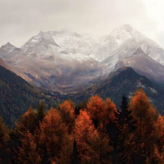 the mountains are covered in snow and trees with orange leaves on them, as well as white capped peaks Halloween Mountain Autumn Trees With Mountains In Background, Fall Trees Mountains, Mountains In Autumn, dim gray