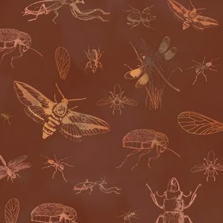 a bunch of bugs and insects on a brown background Halloween Insects Entomology, Insects Background, Holiday Ipad Background, Insect Background, saddle brown