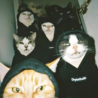 there are many cats wearing hoodies on their heads and one cat has its mouth open Funny Halloween Iphone Goofy Cats, Nike Cat, Swag Cat, Cat Gang, Gang Cat, Cat With Hoodie, dark slate gray