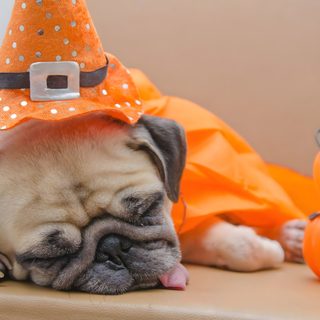 a pug dog is dressed up as a witch with pumpkins on the ground Halloween Dog Hd Funny Dog Autumn Photo, Fun Halloween Activities For Pets, Pet Photography Tips For Halloween, rosy brown