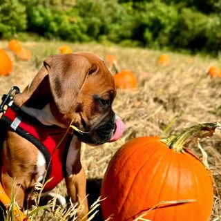 a dog is sitting in the hay next to pumpkins Halloween Boxer Dog Boxer Pumpkin, Boxer Puppy In A Basket, Boxer Dog Fall, dark goldenrod