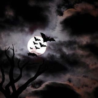 bats flying in front of a full moon on a cloudy night with trees silhouetted against the dark clouds Bats Halloween Spooky Full Moon With Bats, Bats Dark Aesthetic, Gothic Halloween Bats, black