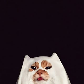 a cat is hiding in a white cloth with its eyes wide open and it's head peeking out Funny Halloween Aesthetic Funny Cat Lockscreen, Funny Cat Phone, Strange Cat, Cat Funny Aesthetic, black