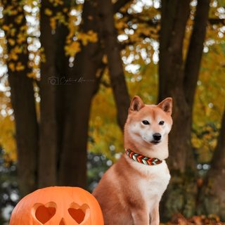 a dog sitting next to a carved pumpkin Shiba Inu Halloween Akita Inu Autumn Photo, Shiba Inu Fall Pictures, Shiba Inu In Autumn Park, saddle brown