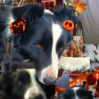 two black and white dogs with pumpkins on their ears are looking at the camera Halloween Border Collie dark slate gray