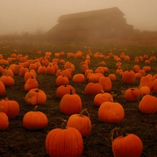 a field full of pumpkins in the fog Halloween Patch Halloween, Halloween Desktop, Photo Halloween, Laptop, Pumpkin, saddle brown