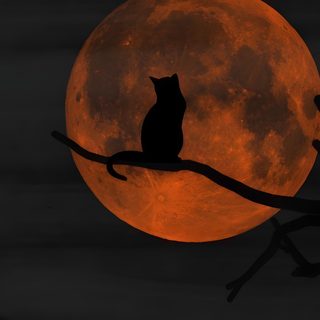 a black cat sitting on a branch in front of a full moon with red light Black And Orange Halloween Halloween Red Moon Art, Black Cat With Red Moon, Halloween Black Cat Orange Background,