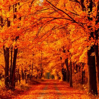 an autumn scene with leaves on the ground and trees in the foreground, all orange Orange Aesthetic Halloween Boho Autumn Aesthetic, Seasons Autumn, Orange Nature Photography, firebrick