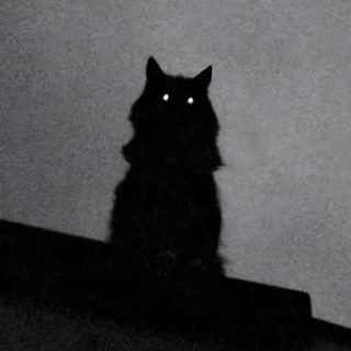 a black cat sitting on top of a roof looking at the camera with glowing eyes Creepy Black Cat Halloween Cool Kitty, Scary Black Cat Photos, Scary Cat Photos, Horror Cat Pictures, dim gray