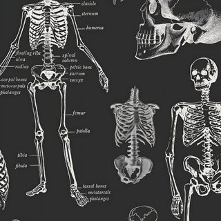 a black and white drawing of human skeletal systems on a chalkboard with the words halloween written below it Black And While Halloween Witchy, Edgy, Wishes Images, Simple, Neutral Design, dark slate gray