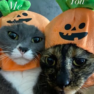 two cats wearing pumpkin hats on their heads with the caption, me and you Matching Halloween For 2 Halloween Pictures, Halloween, Dogs, Halloween Animal Matching Pfp, dark olive green
