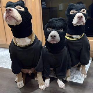 three dogs wearing sweaters and hats sitting next to each other Trio Halloween 3 Dogs Funny, 3 Pitbulls, Goofy Trio Pfp, Trio Pictures Pfp, dark slate gray