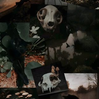 a collage of images with animals and plants in them, including an animal skull Therian Halloween Possum Therian, Therian Black Cat, Black Cat Therian Background,