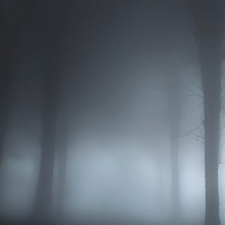 a foggy forest filled with lots of trees Halloween Not Blurry Dark Places, Scary Backgrounds, Foggy Woods Background, dark slate gray