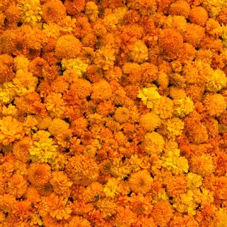 an overhead view of yellow and orange flowers in full bloom, with the background textured Halloween Marigold Marigold Template, Yellow Marigold, Marigold Flowers, Marigold Yellow Aesthetic, chocolate