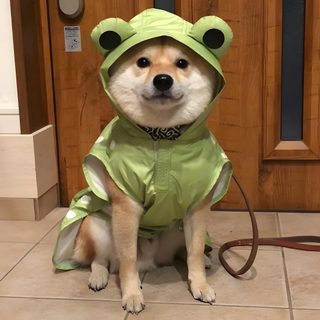 a dog wearing a frog costume sitting on the floor Shiba Inu Halloween Shiba Inu Dog, Soju, Cute Dogs And Puppies, Ropa Para Perros, Siberian Husky, sienna