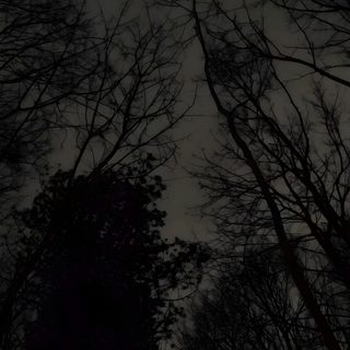 the sky is dark and there are no leaves on trees in the woods at night Halloween Live Pc Dark Forest Gif, Night Nature, Creepy Forest Gif, Hoia Baciu Forest, black