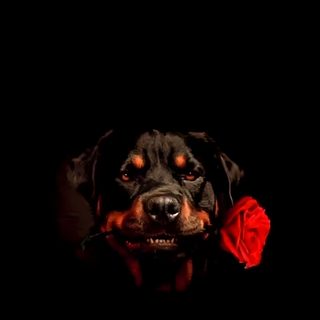 a black dog with a red rose in its mouth Halloween Rottweiler Rottweiler Photos, Rottweiler Red Background, Rottweiler On Fire, black
