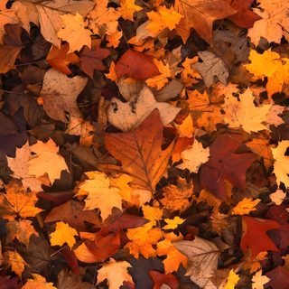 many different colored leaves are scattered on the ground in this photo, including orange and yellow Halloween Widget Ideas Autumn Leaf Colors, Autumn Nature Photography Ideas, Colorful Autumn Leaves On Ground, saddle brown