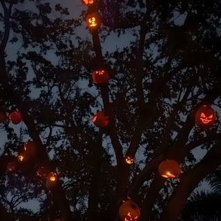 a tree filled with lots of pumpkins on top of it's branches at night Halloween Tree Halloween Aesthetic Background, Cute Aesthetic Halloween, Halloween Iphone Aesthetic, black