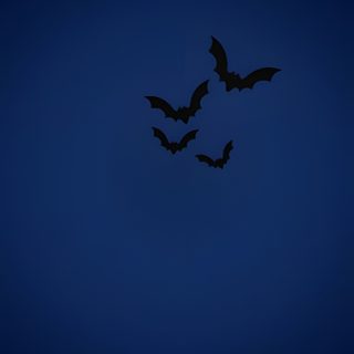 two bats are flying in the dark blue night sky with no one visible on it Navy Blue Halloween Dark Blue Scary Background, Blue Fall Aesthetic, Blue Scary Background,