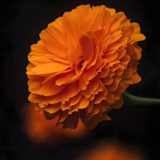 an orange flower on a black background Halloween Marigold Orange Marigold Flower At Night, Flor De Cempasuchil Fondo, Marigold Flower Photography, black