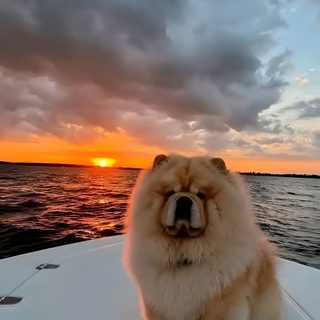 a dog is sitting on the back of a boat at sunset with its mouth open Halloween Chow Chow Chow Chows, Chow Chow, Chow Chow Dog, Chow Chow Dog Aesthetic, Chow Chow Dogs, gray