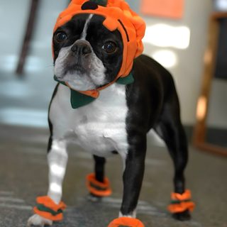 a boston terrier dressed up in an orange hat and matching shoes for the halloween season Halloween Boston Terrier Boston Halloween Costumes, Boston Terrier Pumpkin, Autumn Boston Terrier Photo, dim gray
