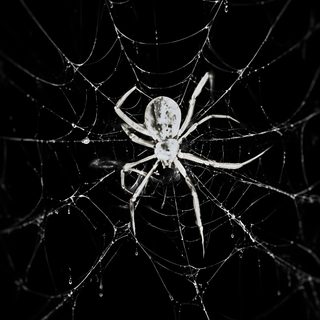 a spider sits on its web in the dark Spider Halloween black