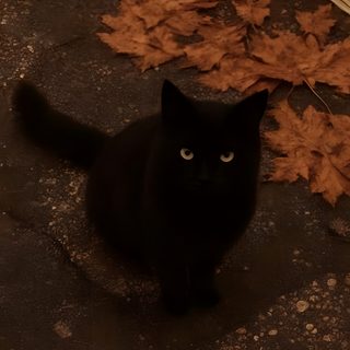 a black cat sitting on the ground next to leaves Halloween Black Cat Halloween 4k Fall, Fall Pp, Soft Fall Aesthetic, Autumn Spooky Aesthetic,