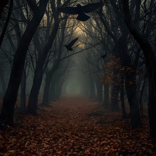 an image of a dark forest with leaves on the ground Halloween Nature Deep In The Woods, Spooky Hd, Scary Fall Background, Spooky Nature, Dark Fall Iphone, black