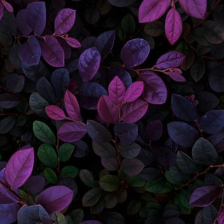 purple and green leaves in the dark Halloween Plant Purple Forest Foliage Iphone, Purple Foliage Background, Dark Purple Nature Background, black