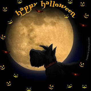 a black scottie dog in front of a full moon with bats and pumpkins Halloween Scottish Terrier Scottie Dog Autumn, Scottie Dog Fall, Scottish Terrier Pumpkin, black