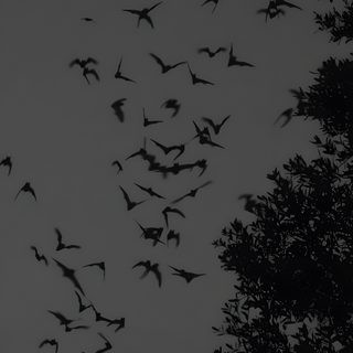 a flock of birds flying in the night sky Gothic Halloween Bats Spooky Iphone Dark, Dark Spooky Aesthetic, Dark Bat, dark slate gray