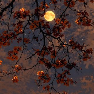 the full moon shines brightly through the branches of a tree with red leaves on it Halloween Sky Iphone Fall Moon, Autumn Trees With Moon, Japanese Autumn, dark slate gray