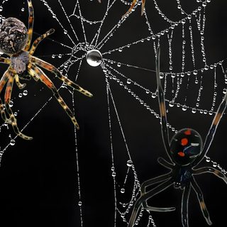two spider's in their webs on a black background with drops of dew Halloween Spiders At University Of Texas Tattoos, Design, Tattoo Designs, Spider Web Screensaver, black