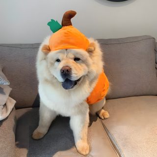 a dog wearing a costume sitting on top of a couch Halloween Chow Chow Chow Chow Halloween Costume, Chow Chow Dog Christmas, Chow Chow Dressed Up, rosy brown