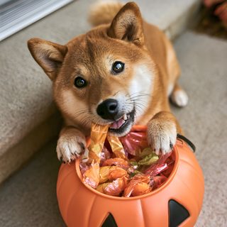 90s Halloween Aesthetic. Shiba Inu. Halloween Decor. Halloween decor. Fall decor. Fall flowers. Shiba Inu Halloween gray
