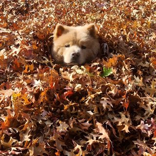 a brown dog laying on top of leaves in the grass with his head resting on it's side Halloween Chow Chow Chow Chow Autumn, Chow Chow Dog Autumn, Chow Chow Puppy In Grass, saddle brown