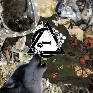 collage of wolfs and butterflies with the letter e in the middle surrounded by other animals Therian Halloween Cute Wolf Drawings, Wolf Quotes, Wolf Spirit Animal, Wolf Drawing, dark olive green