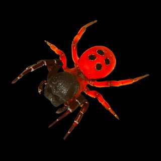 a red spider and two bats in the dark Halloween Spiders At University Of Texas Spider Orange, Spider Scary, Spider Gif, Spider Screensaver, black