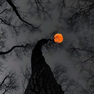 an orange moon is seen through the branches of a tree in this dark night sky Halloween Sky Iphone Scary, Cute Backgrounds For Phones, Dark Iphone, Pretty Landscapes, dark slate gray