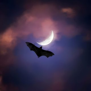 a bat flying in the sky at night with a half moon and clouds behind it Halloween Bat Moon Purple Large Purple Bat, Bats In The Sky, Bats Flying At Night, dark slate gray