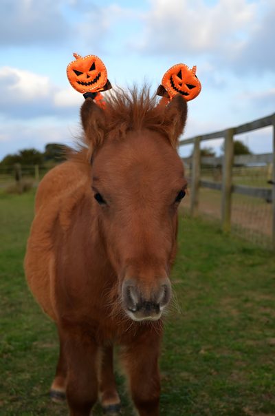 a brown horse with two pumpkins on its head Halloween Pony Cute Animal Halloween Decor, Fun Animal Halloween Decorations, Halloween Pet Costume Ideas, dark olive green
