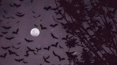 a flock of bats flying in the night sky with a full moon and tree silhouettes Halloween Bat Laptop Vampire Aesthetic Laptop, Goth Laptop Aesthetic, Edgy For Laptop, dark slate gray