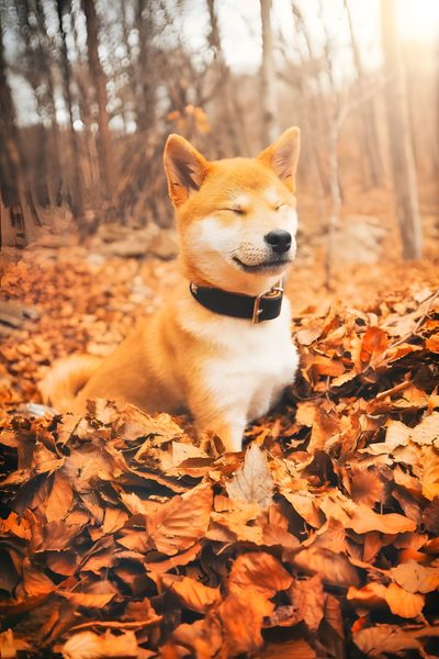 a dog is laying in the leaves and looking up at something that looks like it's smiling Shiba Inu Halloween Cute Dog Autumn Photo, Akita Inu Autumn Photo, Shiba Inu Fall Pictures, peru