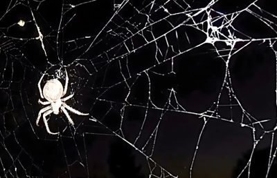 a spider sits on its web in the dark Halloween Web Black Spider Pc, Spider Noir Laptop, Spider Banner, Gothic Aesthetic Desktop,