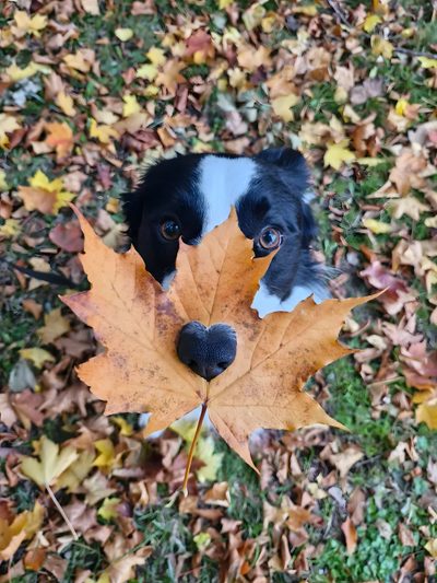 a black and white dog with a leaf in it's mouth looking up at the camera Halloween Border Collie Border Collie, Border Collie Aesthetic, Dog Pictures, Photo Poses, Dogs, dim gray
